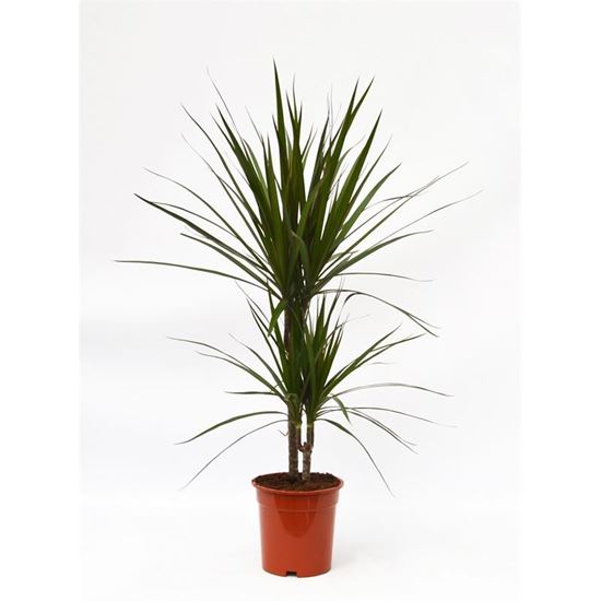 Picture of Dragon Plant